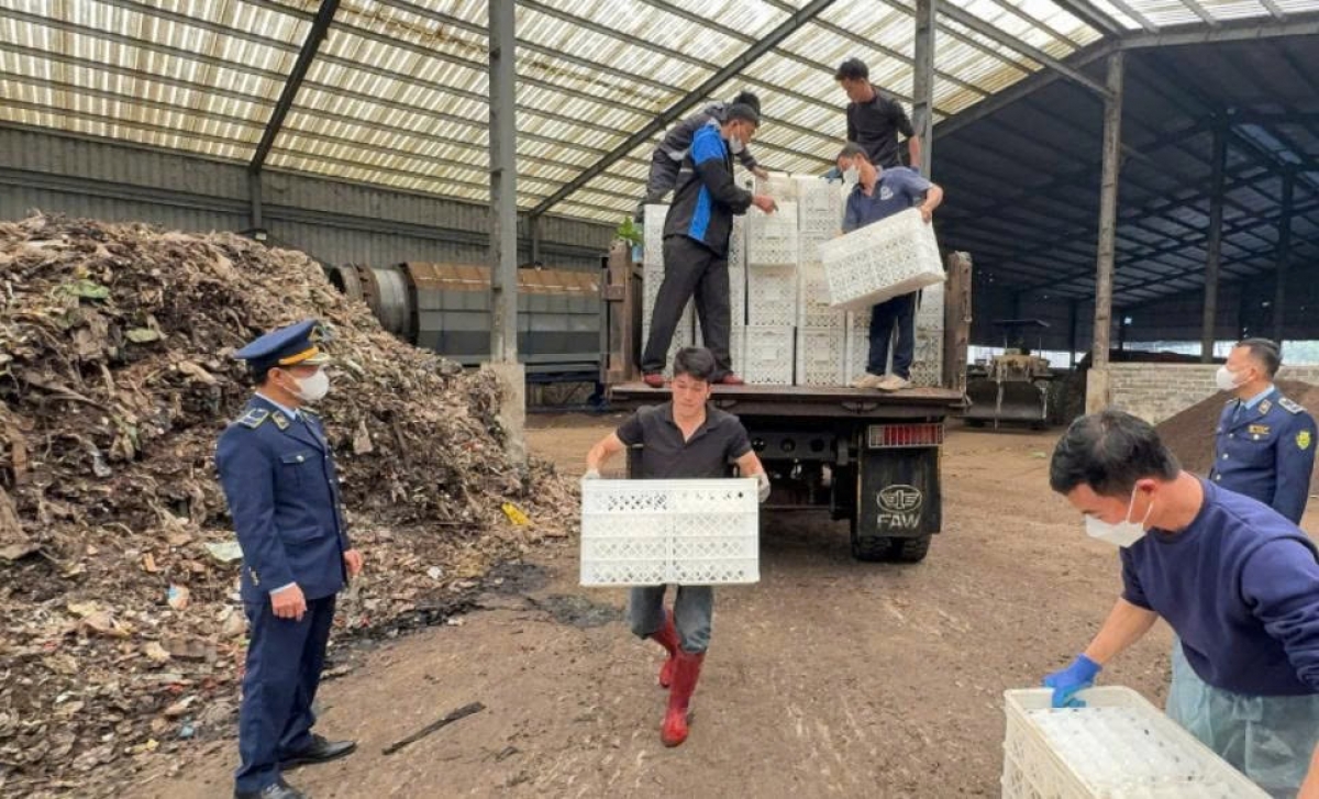 Quảng Ninh: Tiêu hủy gần 29.000 quả trứng gia cầm không rõ nguồn gốc