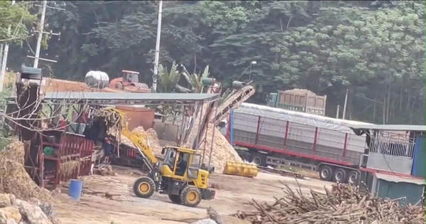 UBND xã Hùng Lợi yêu cầu dừng hoạt động cơ sở chế biến gỗ xây dựng trên đất nông nghiệp sau phản ánh của Pháp luật Plus