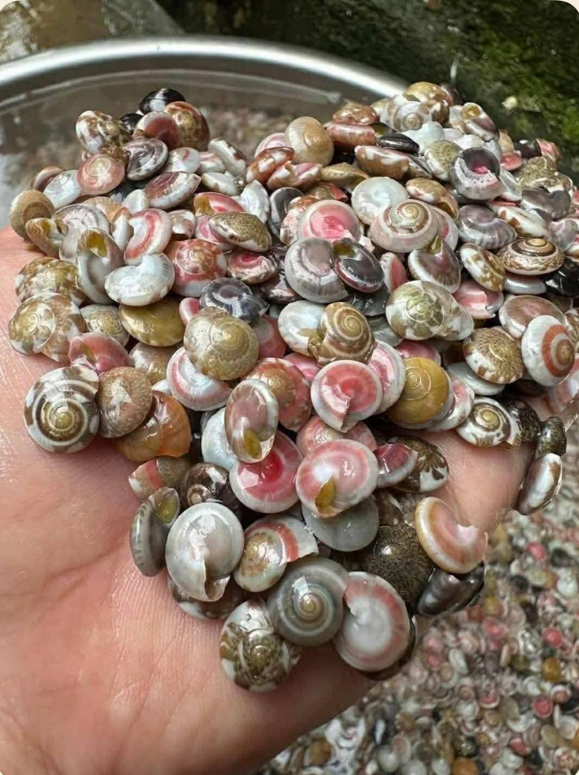 Ký ức lấp lánh ốc cườm Ký ức lấp lánh ốc cườm