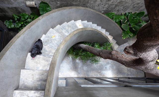 Kiến tr&uacute;c sư giới thiệu c&acirc;y xanh n&agrave;y ch&iacute;nh l&agrave; điểm nhấn của khu vườn trong s&acirc;n giữa.