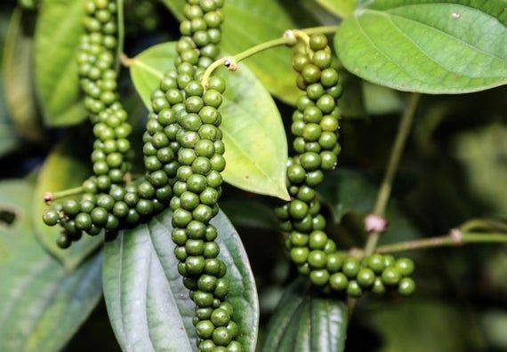 Giá tiêu duy trì ổn định vào phiên cuối tuần