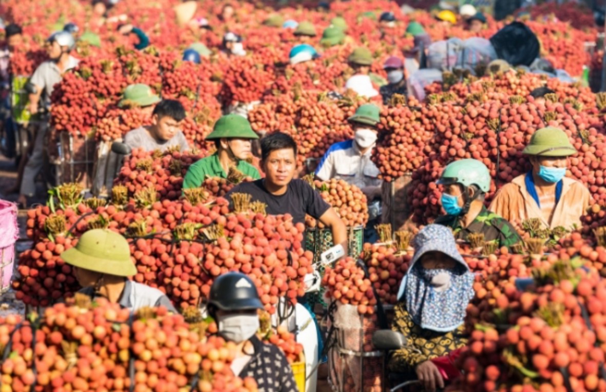 Vải thiều Bắc Ninh: Từ nông sản xuất khẩu đến sản phẩm du lịch số