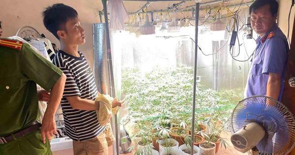 Phát hiện người đàn ông trồng 35 chậu cần sa bằng hệ thống hiện đại tại nhà