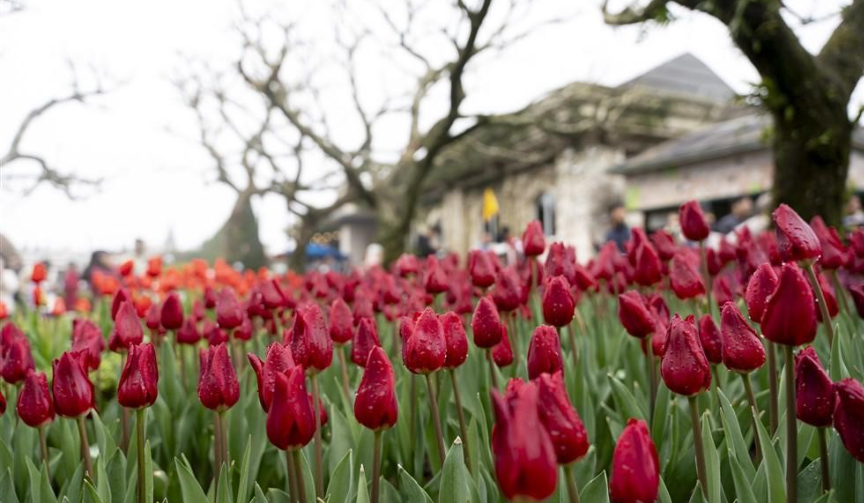 Hàng Ngàn Bông hoa Tulip Ngợp Ngời Trên Đỉnh Bà Nà: Không Gian Tết Kéo Dài Đến Cuối Tháng 2/2025