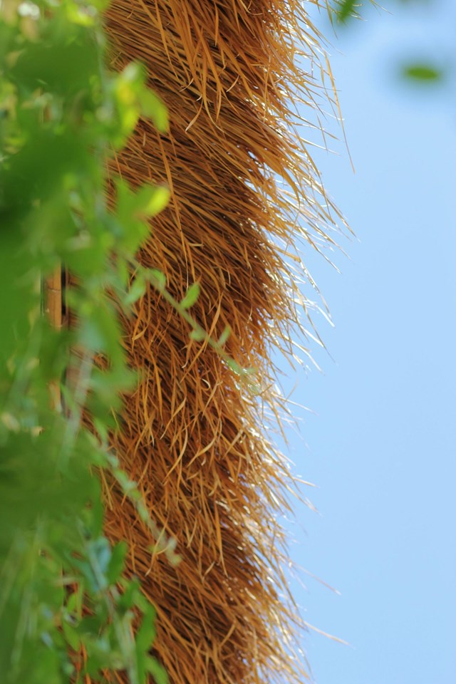 Để khắc phục nhược điểm chịu gió bão kém của cỏ tranh, nhóm thiết kế đã đưa ra sáng kiến sử dụng mái bê tông lợp tranh sen để vừa chống nắng nóng vào mùa hè lại chống gió bão vào mùa đông. 