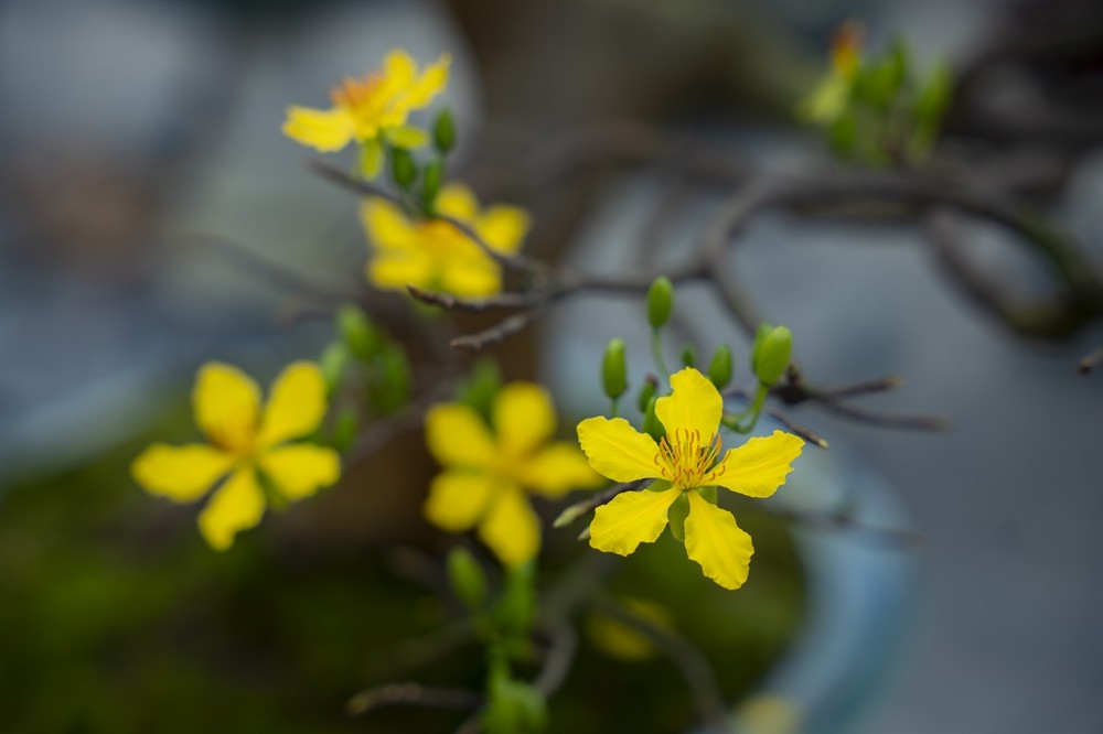 Ngày hội Hoàng mai Huế lần thứ IV - Tôn vinh sắc mai vàng Cố đô