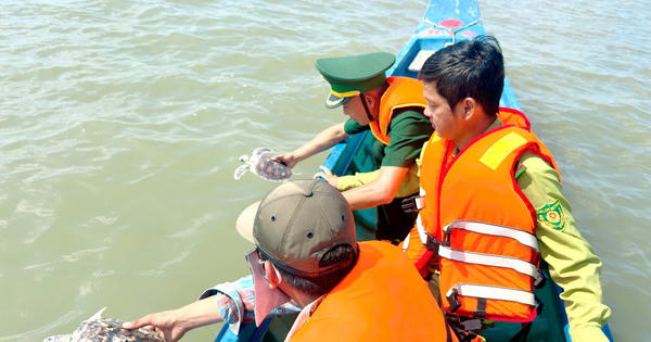 Đồn Biên phòng Tam Giang Tây thả các cá thể rùa biển quý hiếm về môi trường tự nhiên