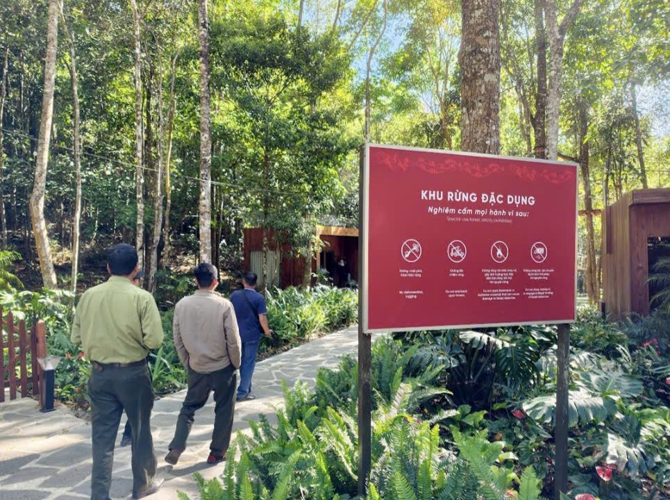 Đầu xuân khám phá “Thần mộc” 2.500 năm tuổi giữa đại ngàn núi Voi, Lâm Đồng Đầu xuân khám phá “Thần mộc” 2.500 năm tuổi giữa đại ngàn núi Voi, Lâm Đồng