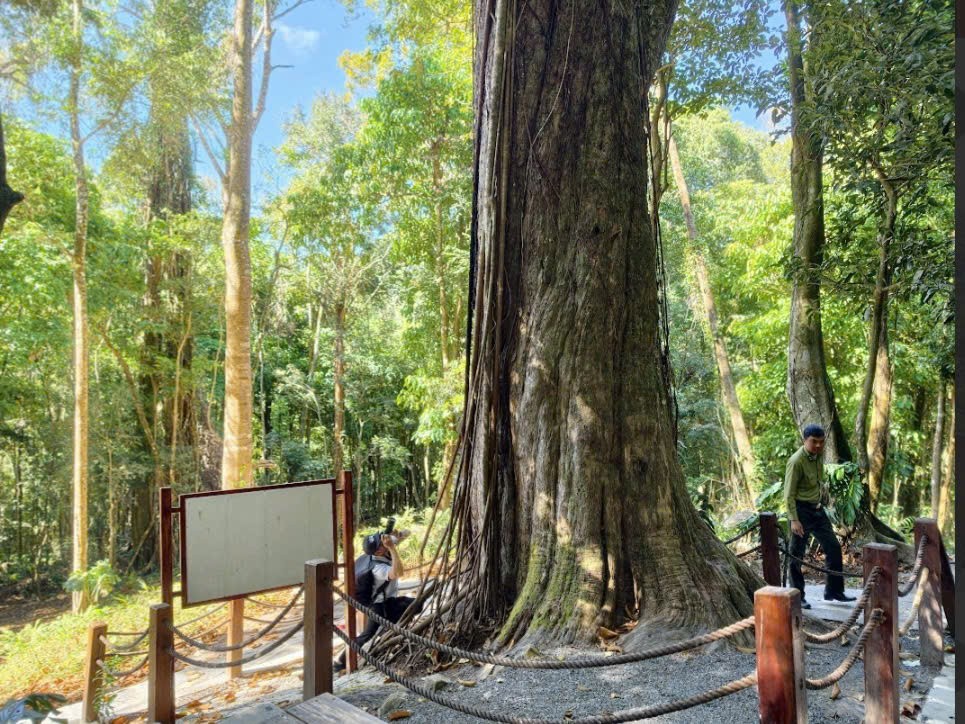 Đầu xuân khám phá “Thần mộc” 2.500 năm tuổi giữa đại ngàn núi Voi, Lâm Đồng Đầu xuân khám phá “Thần mộc” 2.500 năm tuổi giữa đại ngàn núi Voi, Lâm Đồng