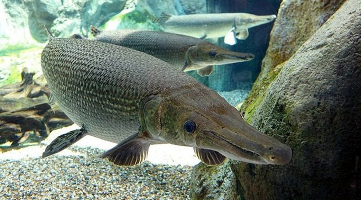 Thực hư vụ 11 người ngộ độc do ăn trứng cá rồng tại Thanh Hóa Thực hư vụ 11 người ngộ độc do ăn trứng cá rồng tại Thanh Hóa