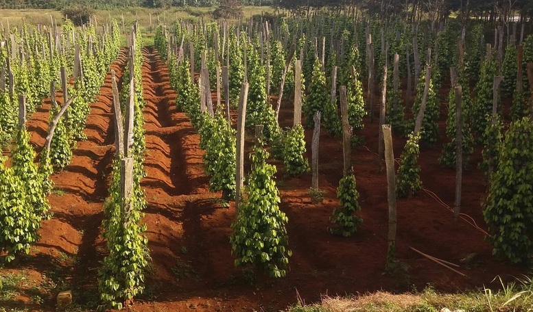 Nhiều sản phẩm nông sản Việt đang hướng đến các mục tiêu phát triển bền vững - Ảnh: VGP/Đỗ Hương