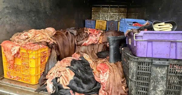 Phát hiện xe tải chở hơn 1,2 tấn mỡ, da trâu bò không giấy kiểm dịch trên Quốc lộ 2