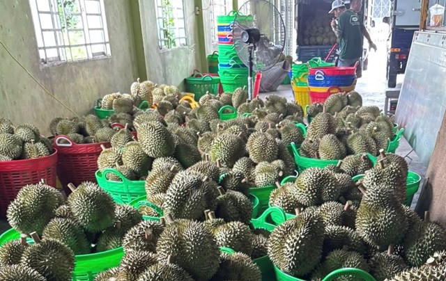 Bộ NN&MT đ&atilde; c&oacute; kế hoạch th&iacute; điểm truy xuất nguồn gốc quả sầu ri&ecirc;ng - Ảnh: VGP/Đỗ Hương