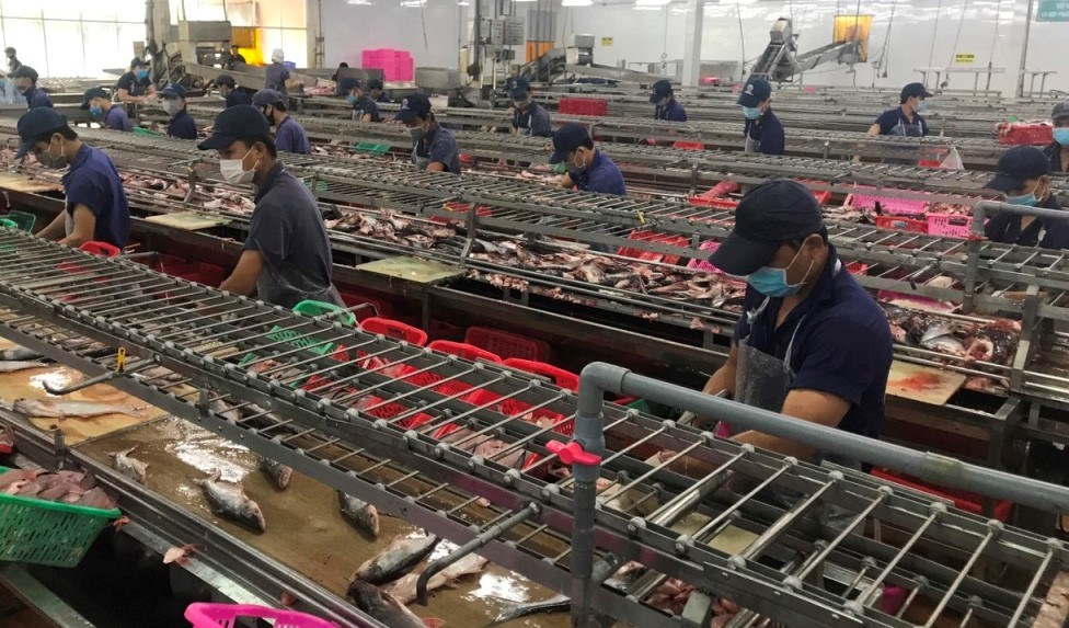 Tháo gỡ khó khăn, khôi phục phát triển chuỗi cá tra