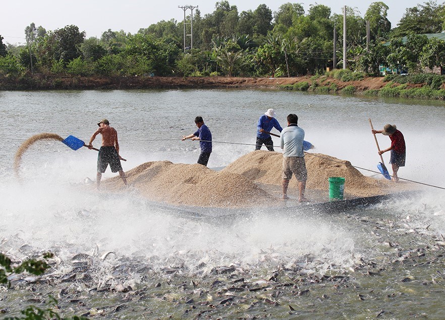 Tháo gỡ khó khăn, khôi phục phát triển chuỗi cá tra