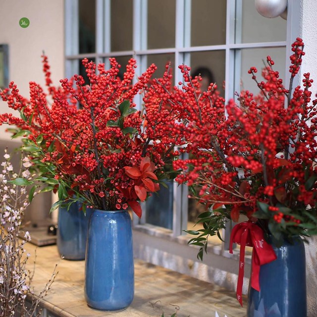 Hoa đ&agrave;o đ&ocirc;ng đỏ H&agrave; Lan được nhiều người ưa chuộng..