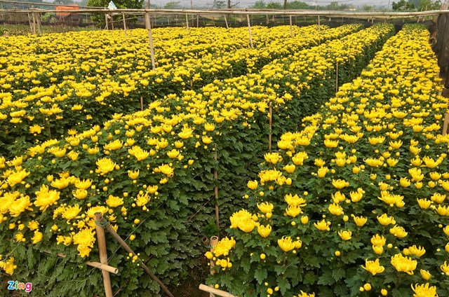 Những ng&agrave;y cận Tết, c&aacute;c chủ vườn hoa ở Đan Phượng đang tất bật với c&ocirc;ng việc tỉa nụ, chăm b&oacute;n, tưới nước&hellip; để c&acirc;y ph&aacute;t triển tốt, chờ thương l&aacute;i đến thu hoạch.&nbsp;