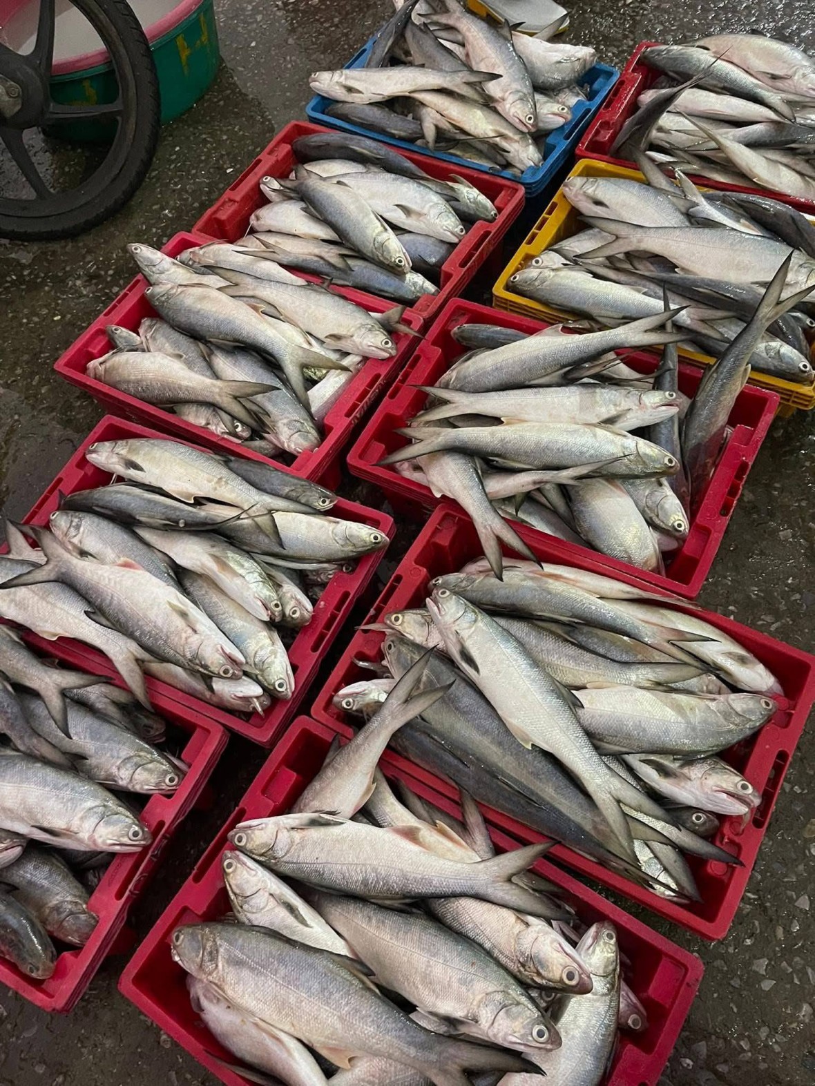 Mẻ cá ngứa cho ngư dân thu nhập lên tới 500 triệu đồng. Mẻ cá ngứa cho ngư dân thu nhập lên tới 500 triệu đồng.