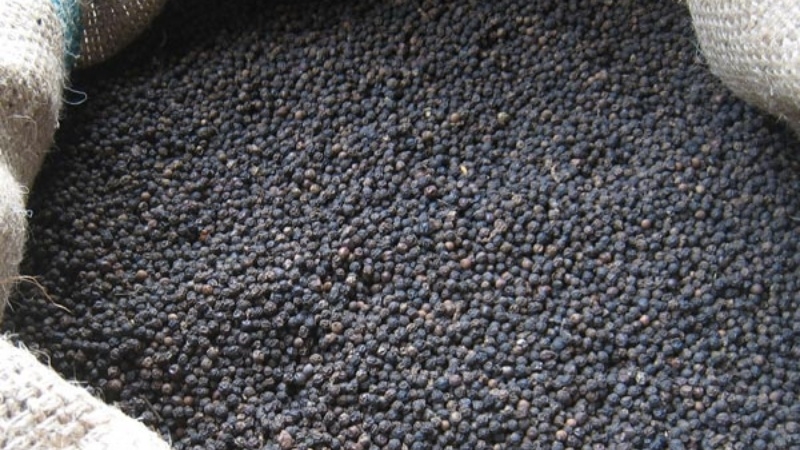 Giá tiêu ngày 24/5 duy trì ổn định