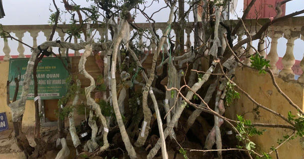 Phát hiện hàng trăm cây muội hồng không rõ nguồn gốc tại vườn một hộ dân