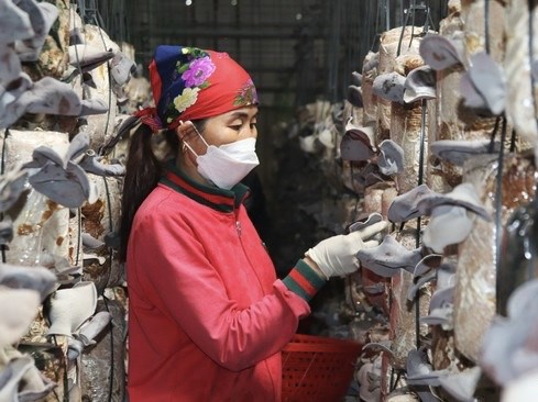 Đưa nông sản sạch vươn xa nhờ chương trình OCOP