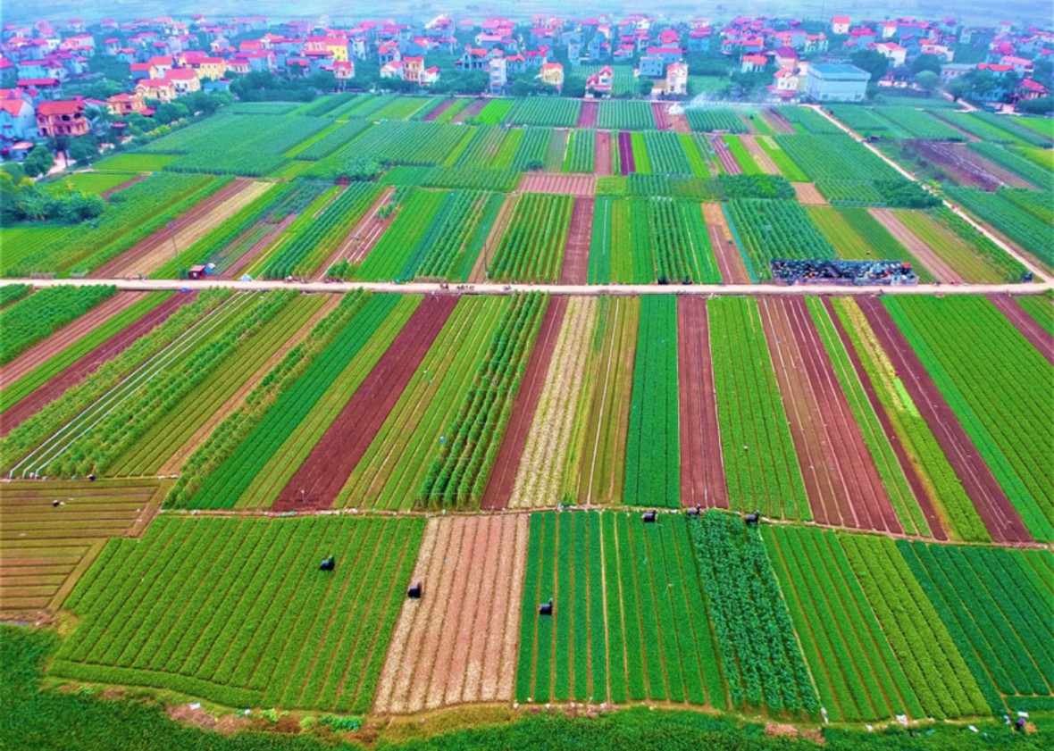 Ngành Nông nghiệp Hà Nội giữ vững vai trò chủ đạo, chiếm hơn 91% cơ cấu kinh tế nông thôn Ngành Nông nghiệp Hà Nội giữ vững vai trò chủ đạo, chiếm hơn 91% cơ cấu kinh tế nông thôn