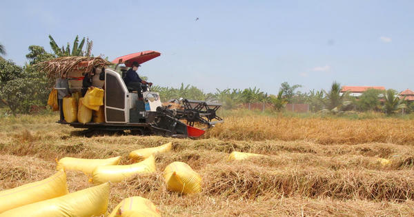 Cà Mau giải bài toán nâng tầm giá trị hạt gạo: Kết nối sản xuất – tiêu thụ theo chuỗi giá trị bền vững