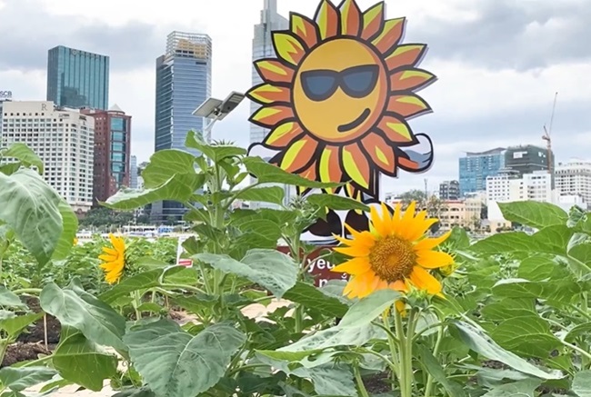 Hơn 15.000 cây Hướng dương đang rộ nở hoa ngay trong dịp Giáng sinh