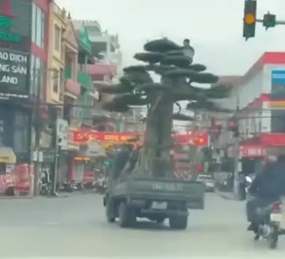 Lái xe chở cây quá khổ “nghênh ngang” trên đường bị phạt 39 triệu đồng Lái xe chở cây quá khổ “nghênh ngang” trên đường bị phạt 39 triệu đồng