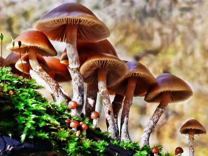 Bộ Y tế yêu cầu khẩn trương điều tra vụ nghi ngờ ngộ độc thực phẩm do ăn nấm lạ