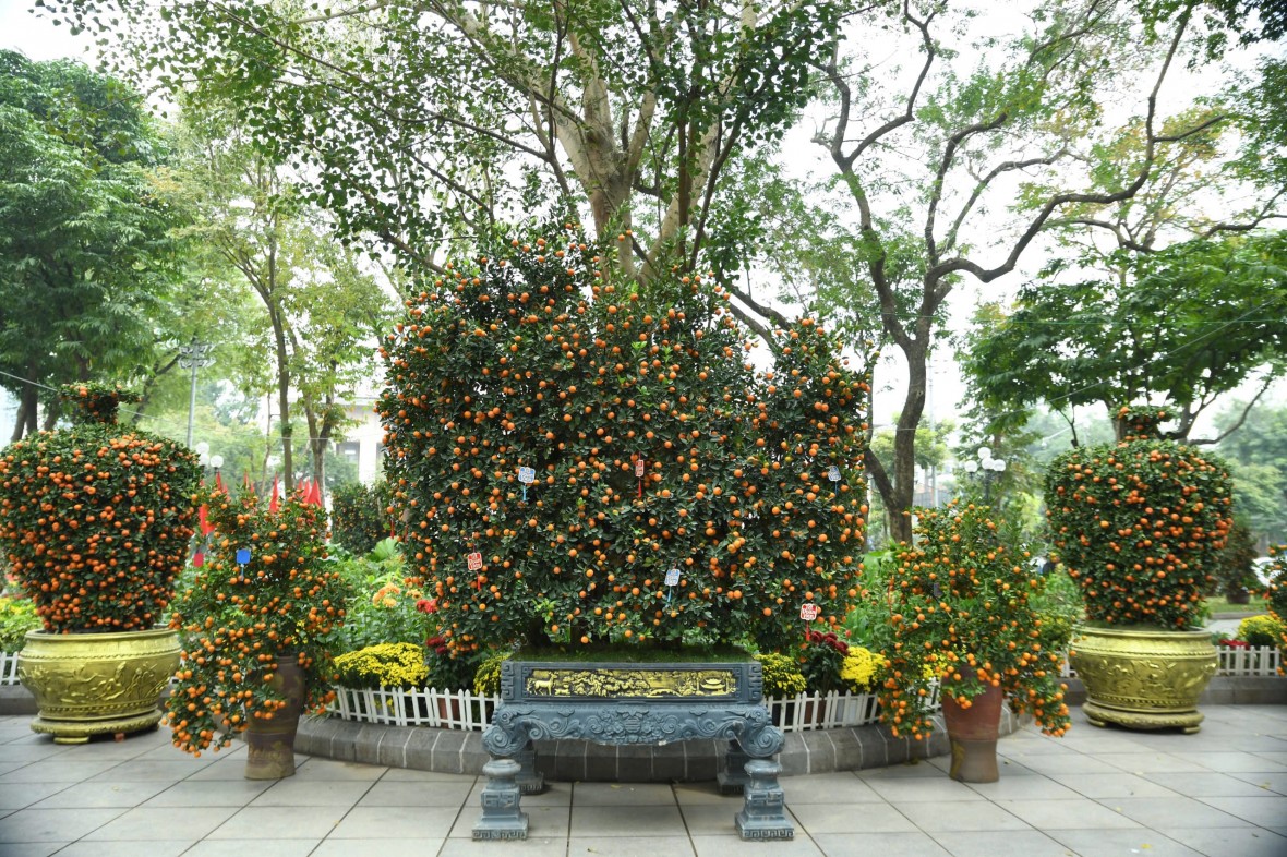 Khai mạc Không gian hoa xuân quy mô lớn nhất Hà Nội