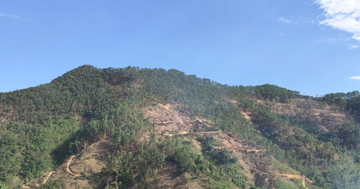 Người dân Tuyên Quang khai thác rừng trồng trên đất phòng hộ để giao đất trồng rừng thay thế