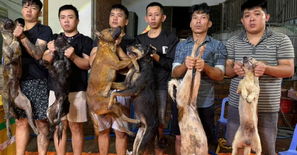 Từ “công xưởng” trộm chó bằng ô tô, lần ra đường dây tiêu thụ hơn 10 tấn thịt liên tỉnh