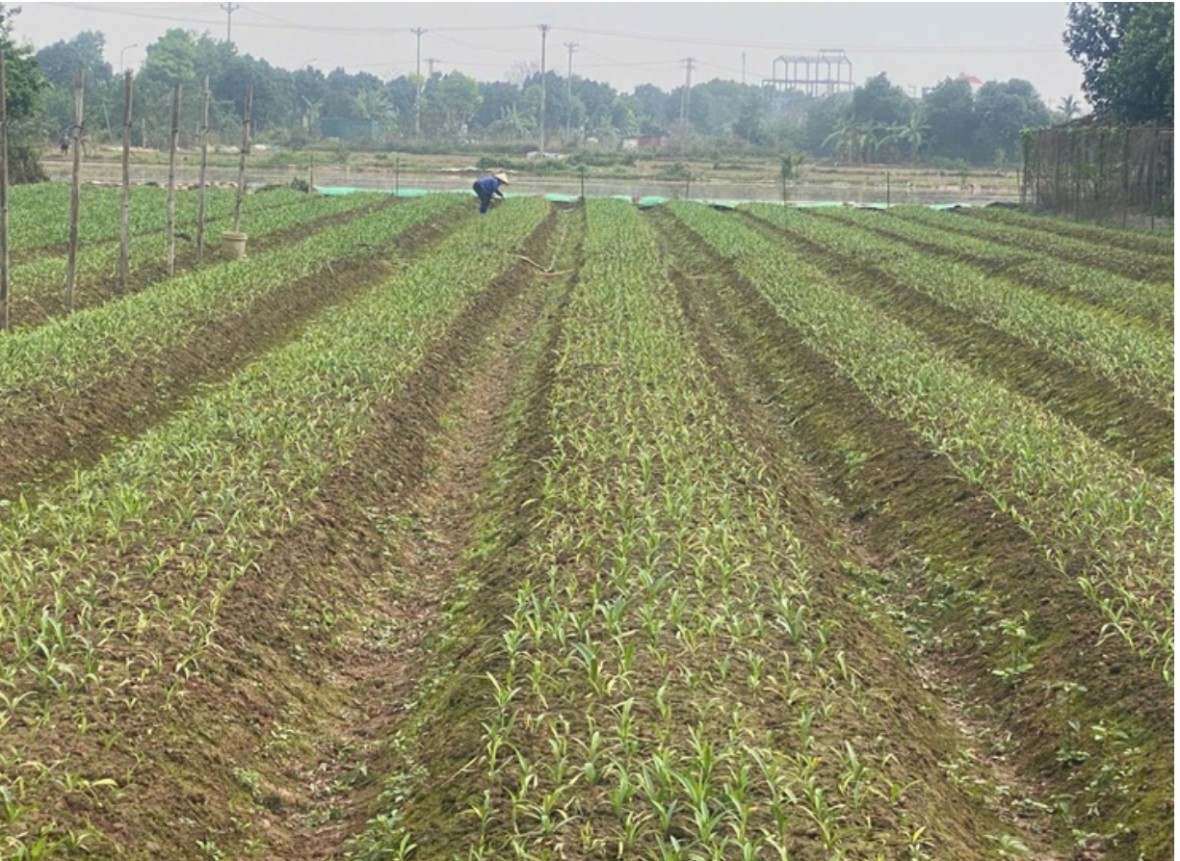 Hộ nông dân thu gần 1 tỷ đồng mỗi năm nhờ nghề trồng hoa