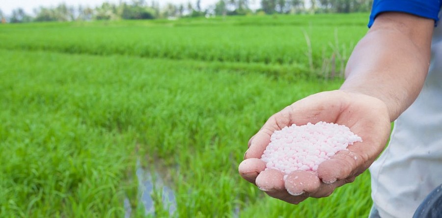 Dự đoán vào quý IV bắt đầu vụ Đông Xuân giá phân bón có thể tăng trở lại