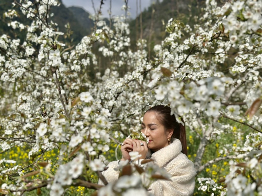 Rừng hoa Lê phủ trắng miền biên giới Phố Bảng