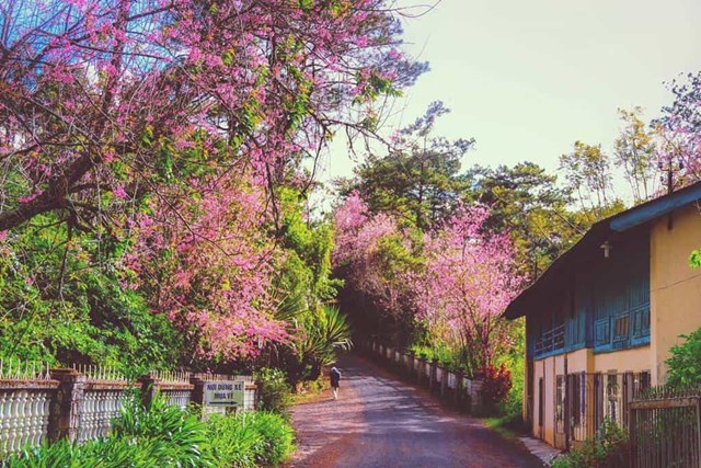 Kh&ocirc;ng cần lặn lội qua Nhật Bản, chỉ cần đến với dốc Đa Qu&yacute; bạn sẽ thoải th&iacute;ch ngắm hoa mai đ&agrave;o rực rỡ. (Ảnh: didalat.com)