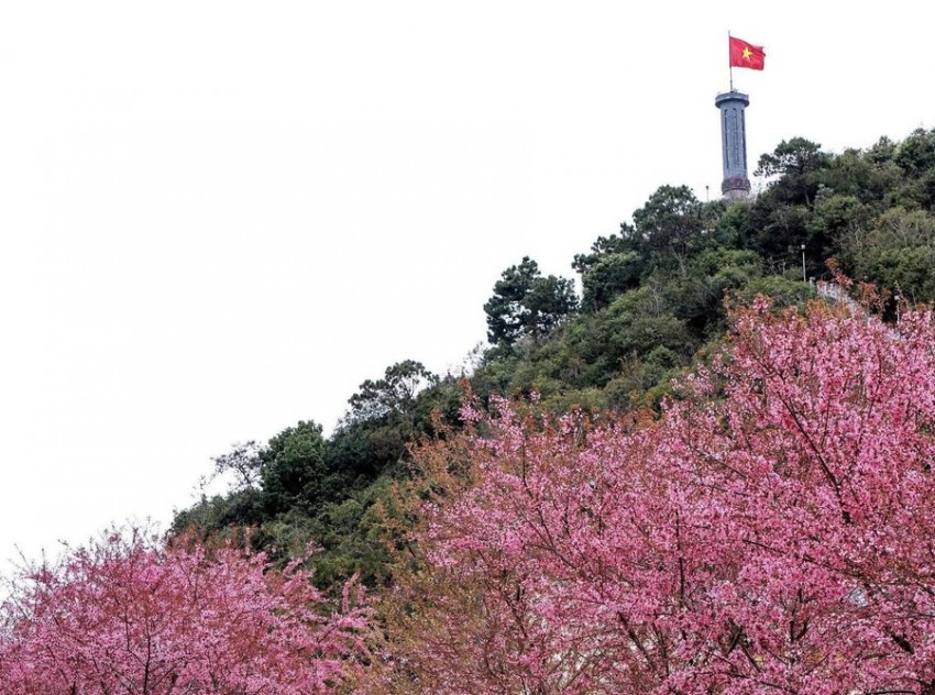 Tuyên Quang lần đầu tổ chức Festival hoa Mai Anh Đào