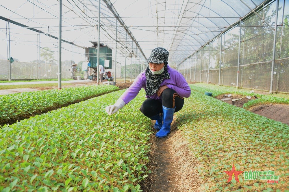 Tìm đầu ra cho rau an toàn Đặng Xá