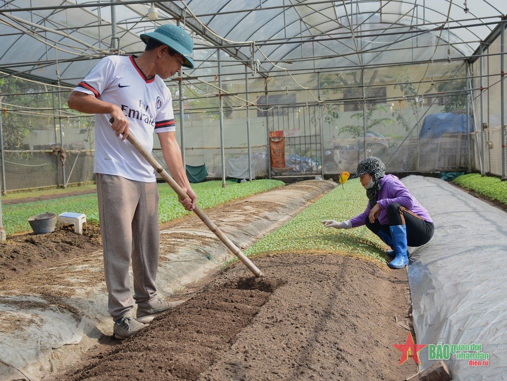 Tìm đầu ra cho rau an toàn Đặng Xá