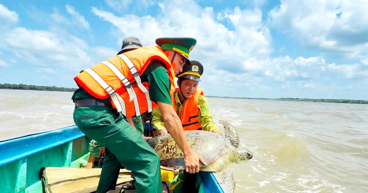 Đồn Biên phòng Tam Giang Tây tiếp tục thả cá thể vích quý hiếm về vùng biển Cà Mau
