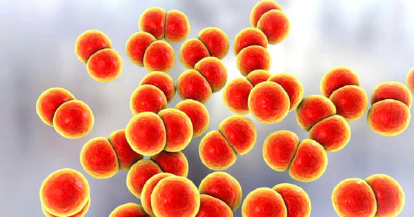 Cà Mau: Ổ dịch não mô cầu tại Trại giam Cái Tàu được khống chế