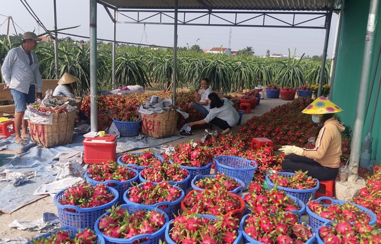 Thanh long cần đảm bảo nguồn cung xuất khẩu ổn định cả chất lượng và số lượng