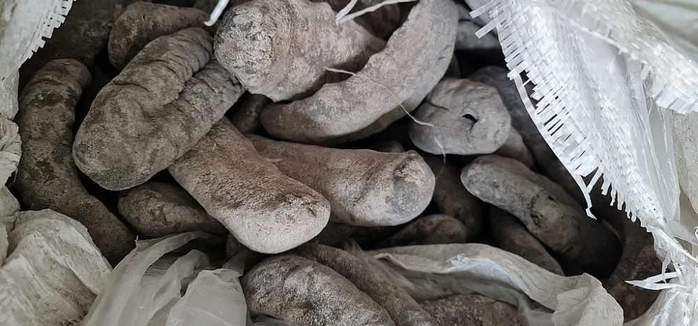 Cục Hải quan Hải Phòng khởi tố vụ buôn lậu hơn 2 tấn hải sâm vú đen