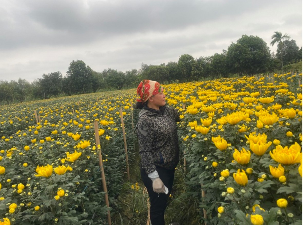 Hộ nông dân thu gần 1 tỷ đồng mỗi năm nhờ nghề trồng hoa Hộ nông dân thu gần 1 tỷ đồng mỗi năm nhờ nghề trồng hoa