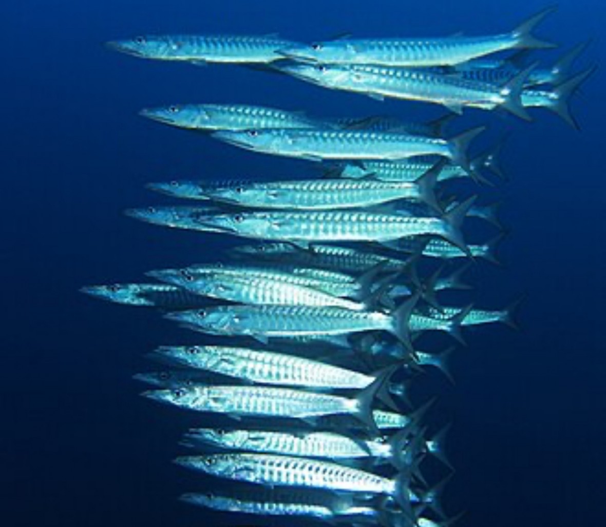 Cảnh báo ngộ độc Ciguatoxin từ cá chình, cá nhồng và cá hồng rạn san hô