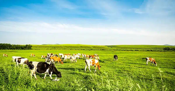 Số hóa để nâng cao sức cạnh tranh cho ngành chăn nuôi