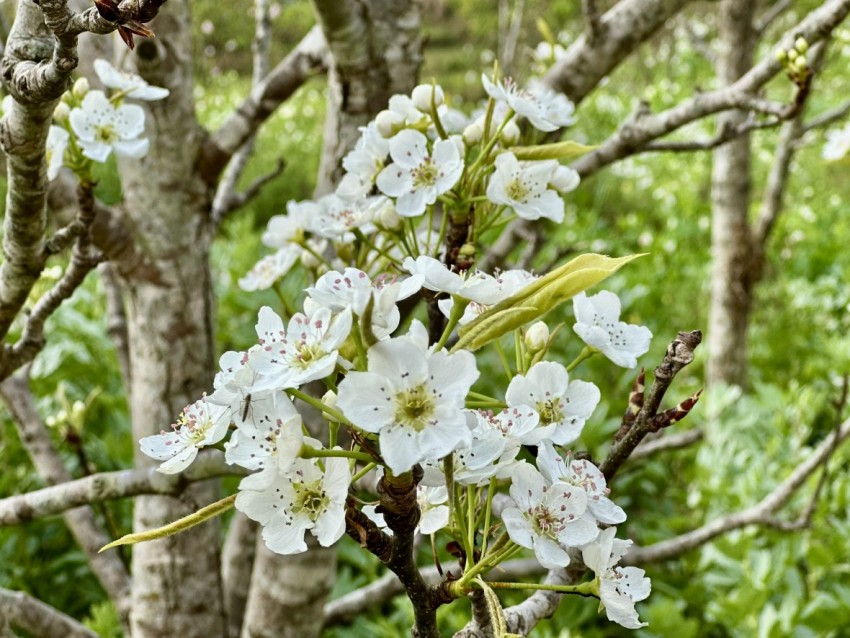 Rừng hoa Lê phủ trắng miền biên giới Phố Bảng