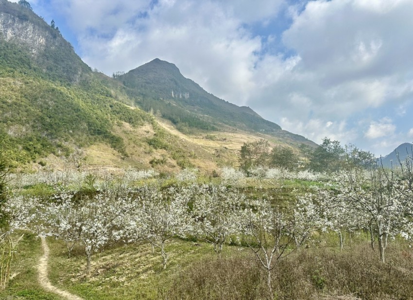 Rừng hoa Lê phủ trắng miền biên giới Phố Bảng