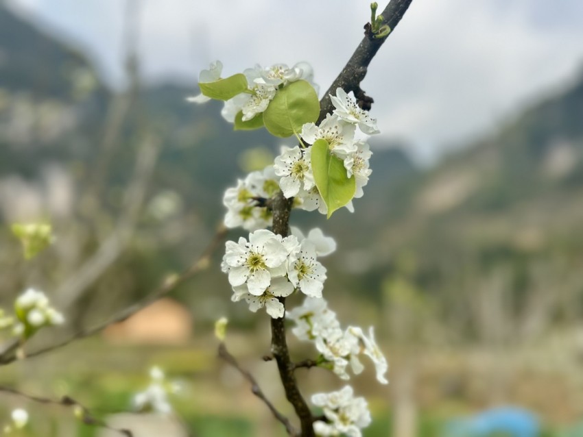 Rừng hoa Lê phủ trắng miền biên giới Phố Bảng